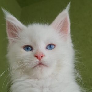 Maine Coon mačići Slika 4 Maine Coon mačići Slika 4