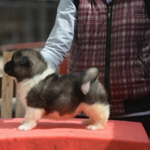 Američka akita, štenad Slika 5 Američka akita, štenad Slika 5