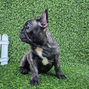 Francuski buldog Slika 5 Francuski buldog Slika 5