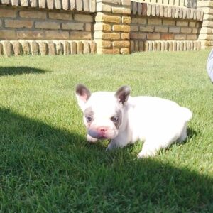Francuski buldog Slika 5 Francuski buldog Slika 5