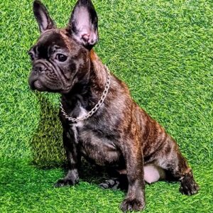 FRANCUSKI BULDOG – žensko štene Slika 5 FRANCUSKI BULDOG – žensko štene Slika 5
