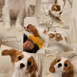 Vrhunski Cavalier King Charls Spaniel oba pola Slika 5