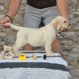 Labrador retriver štenci, prelepi Slika 6