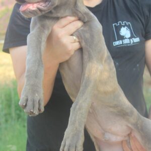 Cane Corso štenci Slika 5