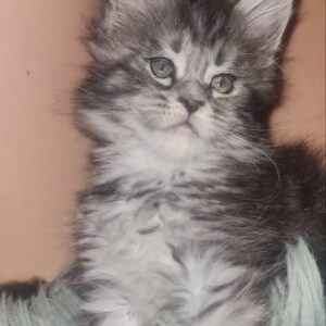 Maine Coon mačići Slika 5 Maine Coon mačići Slika 5