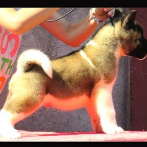 Američka akita, štenad Slika 6 Američka akita, štenad Slika 6