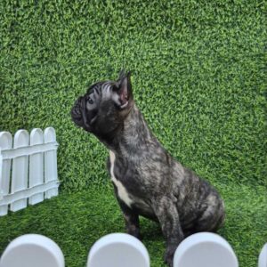Francuski buldog Slika 6 Francuski buldog Slika 6