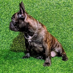 FRANCUSKI BULDOG – žensko štene Slika 6 FRANCUSKI BULDOG – žensko štene Slika 6