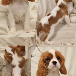 Vrhunski Cavalier King Charls Spaniel oba pola Slika 6