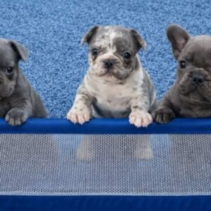 Francuski buldog sivi Slika 5 Francuski buldog sivi Slika 5