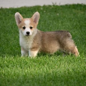 Velški korgi/Welsh Corgi Pembroke Slika 6 Velški korgi/Welsh Corgi Pembroke Slika 6
