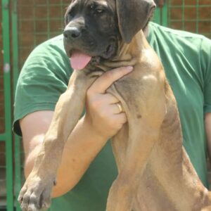 Cane Corso štenci Slika 6