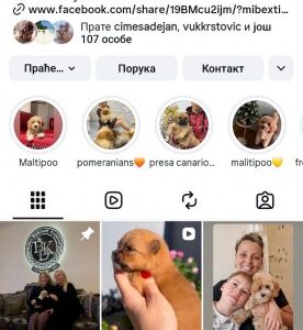 Cocapoo štenci Slika 4 Cocapoo štenci Slika 4