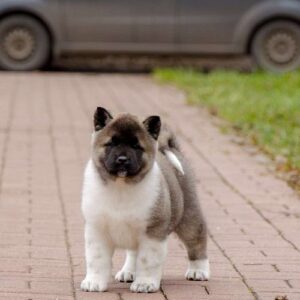 Američka akita, štenad Slika 7 Američka akita, štenad Slika 7