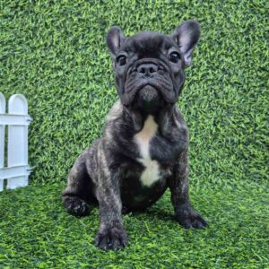 Francuski buldog Slika 7 Francuski buldog Slika 7