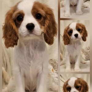 Vrhunski Cavalier King Charls Spaniel oba pola Slika 7