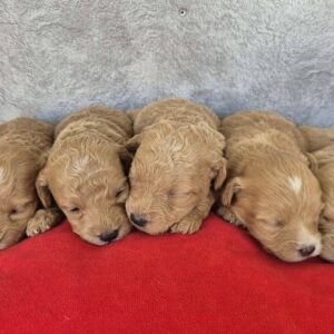Maltipoo štenci Slika 2 Maltipoo štenci Slika 2