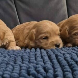 Maltipoo štenci Slika 3 Maltipoo štenci Slika 3