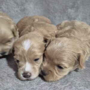 Maltipoo štenci Slika 4 Maltipoo štenci Slika 4