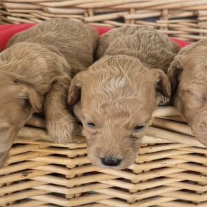 Maltipoo štenci Slika 5 Maltipoo štenci Slika 5