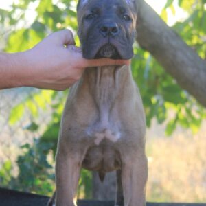 Cane Corso štenci Slika 7