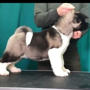 Američka akita, štenad Slika 8 Američka akita, štenad Slika 8