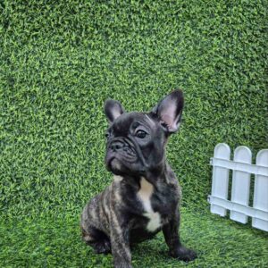Francuski buldog Slika 8 Francuski buldog Slika 8
