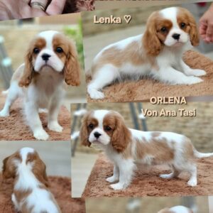 Vrhunski Cavalier King Charls Spaniel oba pola Slika 8