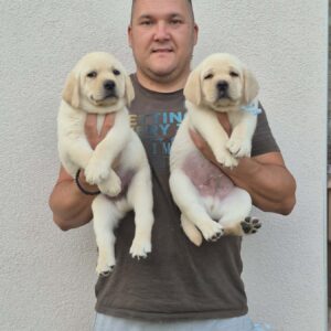 Labrador retriver štenci, prelepi Slika 8