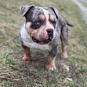 American bully pocket mužjak i ženka na prodaju Slika 2