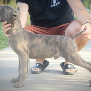 Cane Corso štenci Slika 8