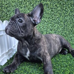 Francuski buldog Slika 9 Francuski buldog Slika 9