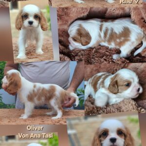 Vrhunski Cavalier King Charls Spaniel oba pola Slika 9