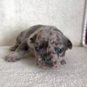 Francuski Buldog prelepi štenci Slika 4 Francuski Buldog prelepi štenci Slika 4