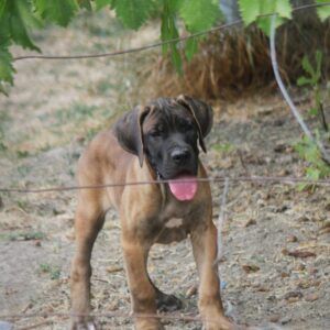 Cane Corso štenci Slika 9