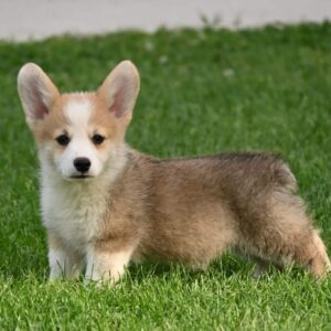 Velški korgi/Welsh Corgi Pembroke Slika 3 Velški korgi/Welsh Corgi Pembroke Slika 3