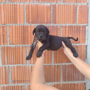 Cane Corso štenci šampionskog porekla! Slika 10