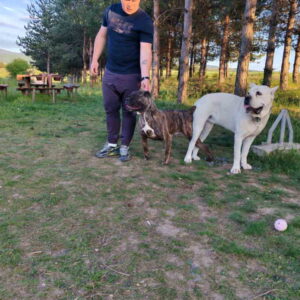 Cane Corso štenci šampionskog porekla! Slika 2