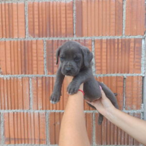 Cane Corso štenci šampionskog porekla! Slika 6