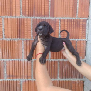 Cane Corso štenci šampionskog porekla! Slika 9