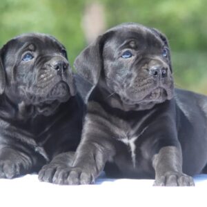 Cane Corso štenci Slika 11
