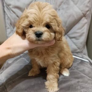 Toy Poodle Puppies Available Slika 2 Toy Poodle Puppies Available Slika 2