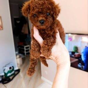 Toy Poodle Puppies Available Slika 5 Toy Poodle Puppies Available Slika 5