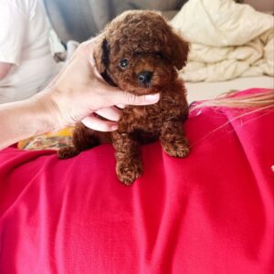 Toy Poodle Puppies Available Slika 6 Toy Poodle Puppies Available Slika 6