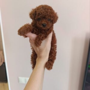 Toy Poodle Puppies Available Slika 4 Toy Poodle Puppies Available Slika 4