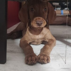 Mađarska vižla štenci Slika 6 Mađarska vižla štenci Slika 6