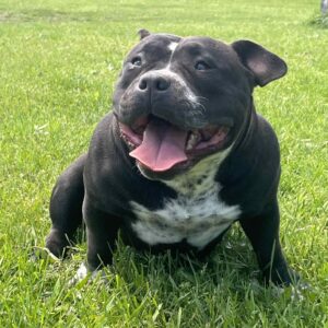 American bully pocket mužjak i ženka na prodaju Slika 3
