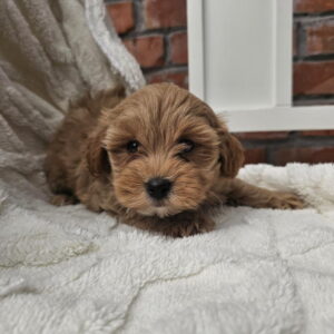 Maltipoo stenci spremni su za preuzimanje Slika 2