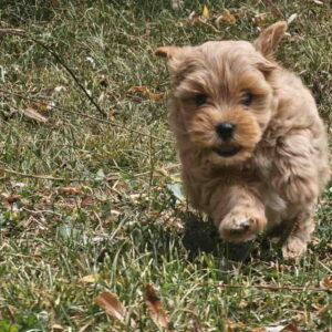 Maltipoo stenci spremni su za preuzimanje Slika 3