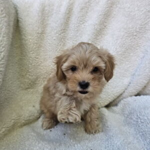 Maltipoo stenci spremni su za preuzimanje Slika 4